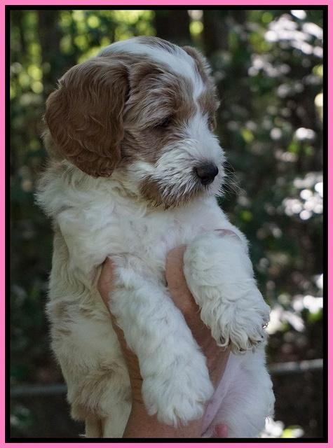 Noelle Dempsey pups 6 wks old 71