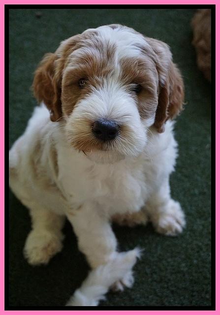 Noelle Dempsey pups 7 wks old 131