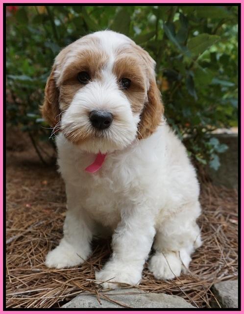 Noelle Dempsey pups 8 wks old 27!