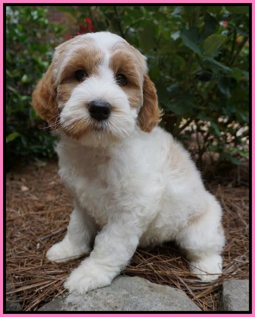 Noelle Dempsey pups 8 wks old 28!