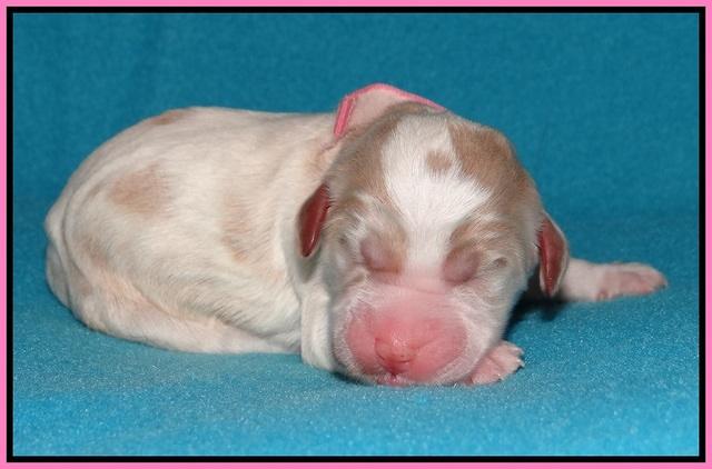 Noelle Dempsey pups newborn 51