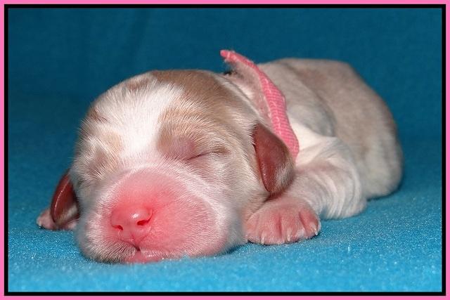 Noelle Dempsey pups newborn 61