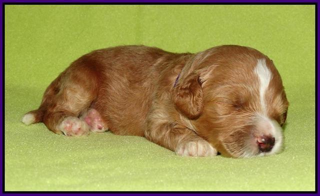 Noelle Dempsey pups 2 wks old 121