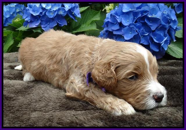 Noelle Dempsey pups 3 wks old 101