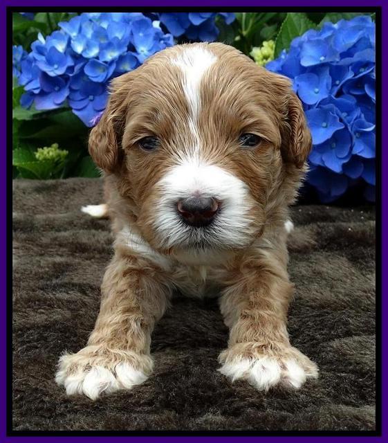 Noelle Dempsey pups 3 wks old 111