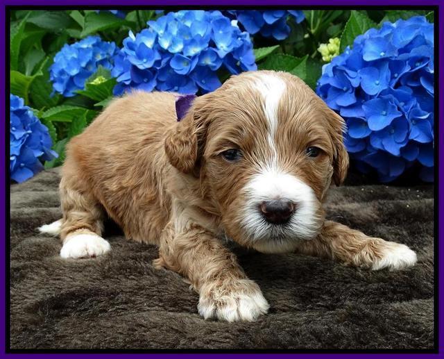 Noelle Dempsey pups 3 wks old 121