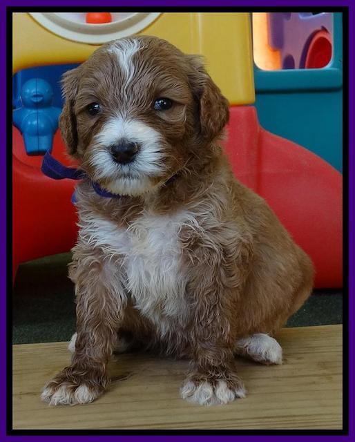 Noelle Dempsey pups 4 wks old 131