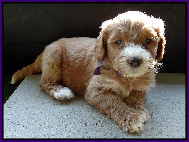 Noelle Dempsey pups 5 wks old 161