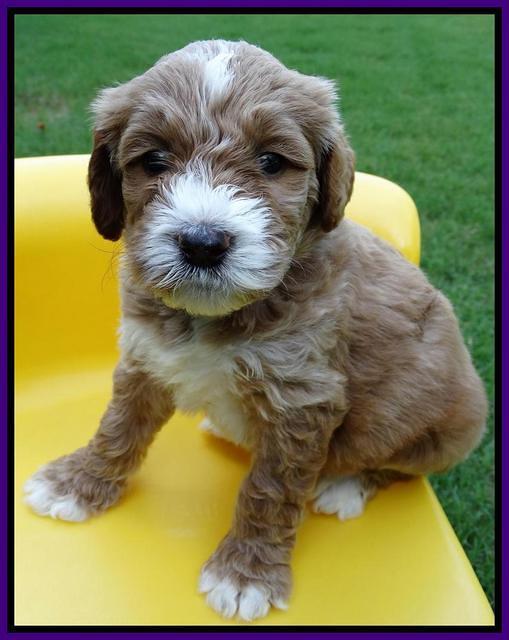 Noelle Dempsey pups 5 wks old 171