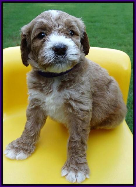 Noelle Dempsey pups 5 wks old 181