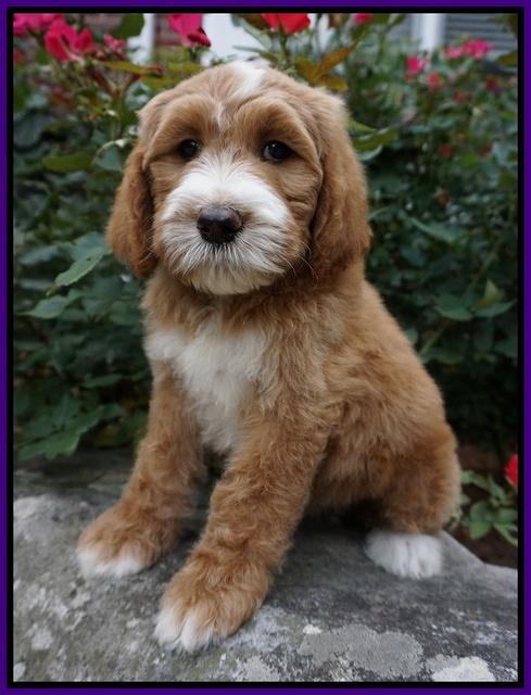 Noelle Dempsey pups 8 wks old 42!