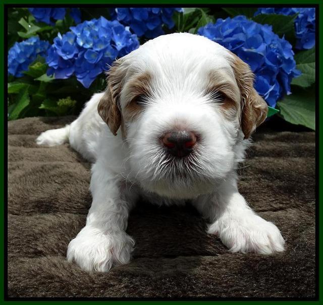 Noelle Dempsey pups 3 wks old 151