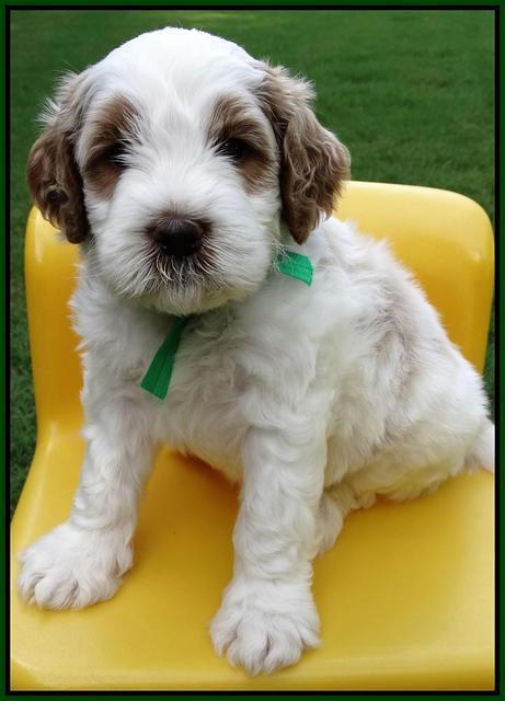 Noelle Dempsey pups 5 wks old 201