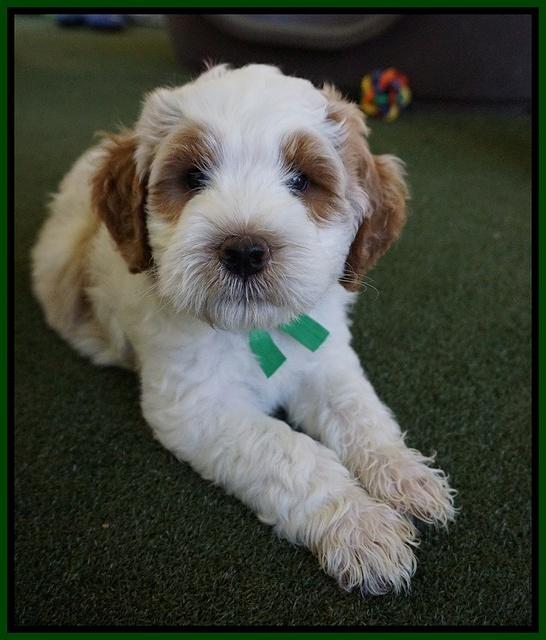 Noelle Dempsey pups 7 wks old 241