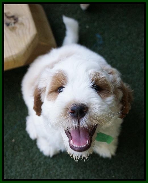 Noelle Dempsey pups 7 wks old 251