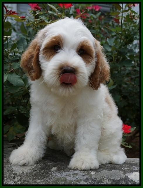 Noelle Dempsey pups 8 wks old 35!