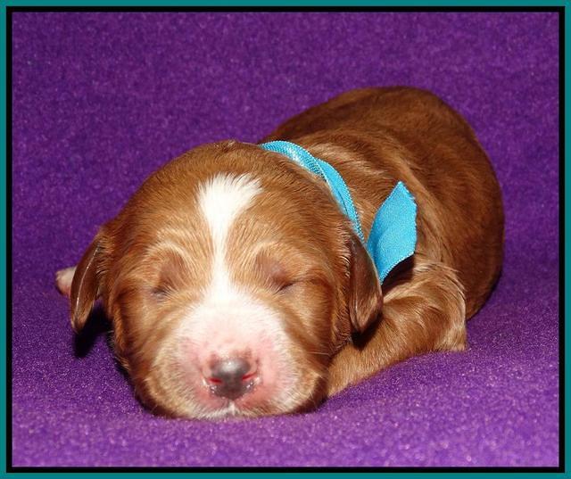 Noelle Dempsey 1 wk old 191