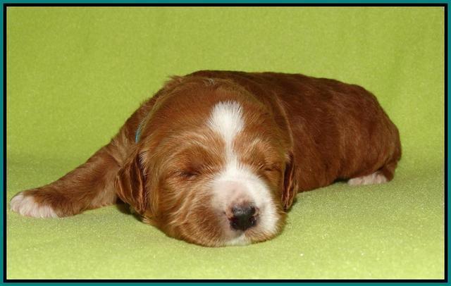 Noelle Dempsey pups 2 wks old 201