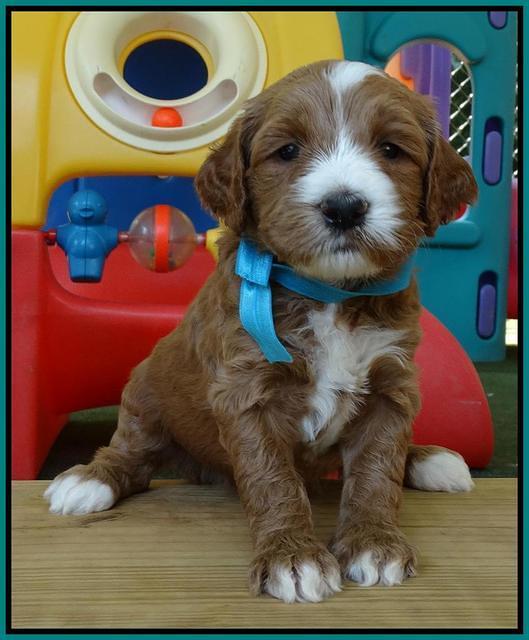 Noelle Dempsey pups 4 wks old 191