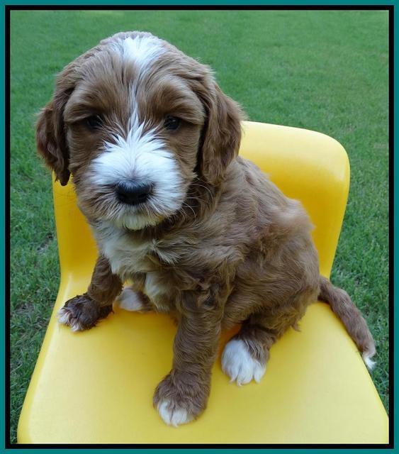 Noelle Dempsey pups 5 wks old 231