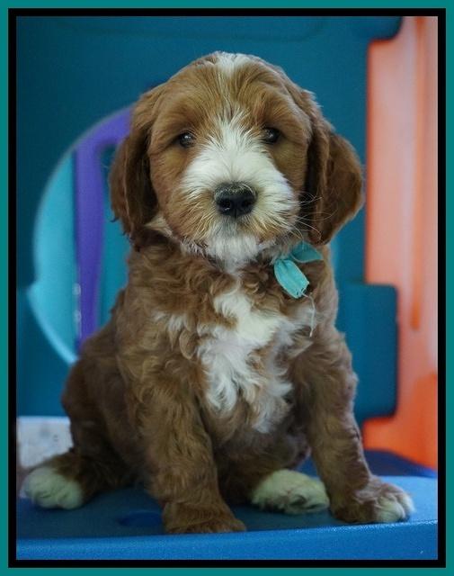 Noelle Dempsey pups 7 wks old 271