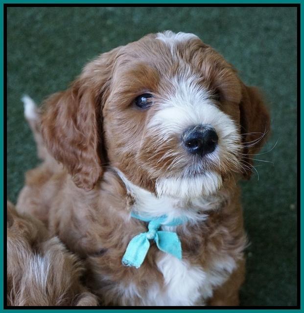 Noelle Dempsey pups 7 wks old 281