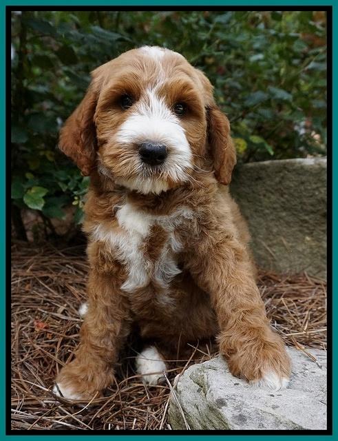 Noelle Dempsey pups 8 wks old 16!