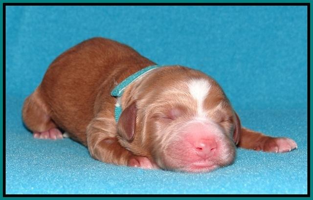 Noelle Dempsey pups newborn 111