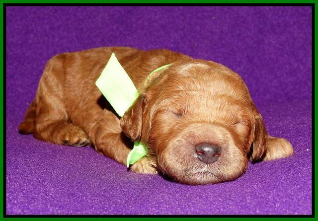 Noelle Dempsey 1 wk old 211