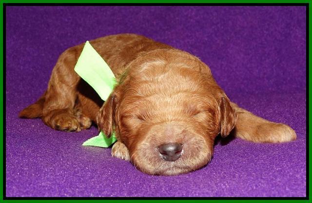 Noelle Dempsey 1 wk old 231