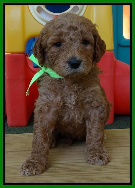Noelle Dempsey pups 4 wks old 221