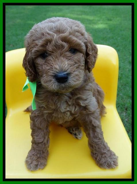 Noelle Dempsey pups 5 wks old 261