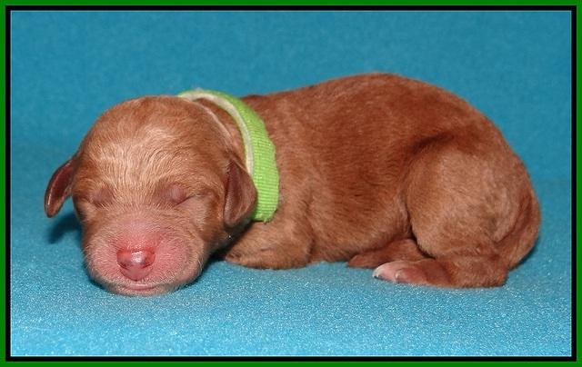 Noelle Dempsey pups newborn 131