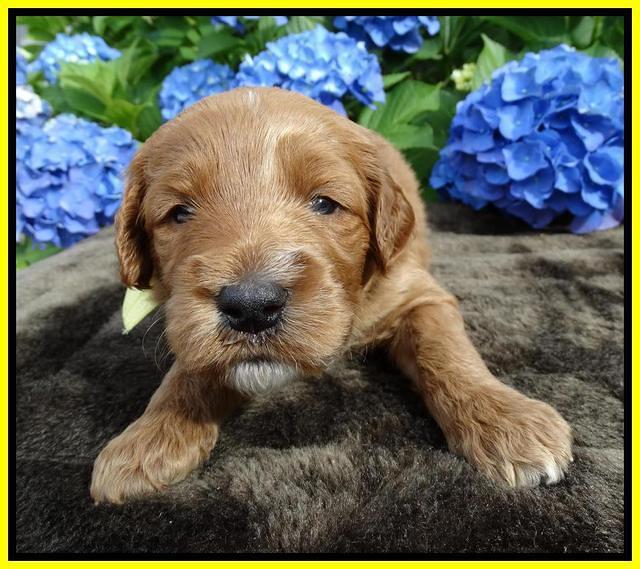 Noelle Dempsey pups 3 wks old 221