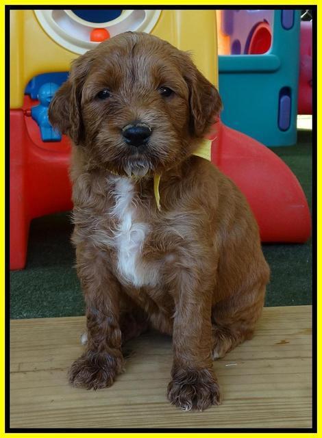 Noelle Dempsey pups 4 wks old 231