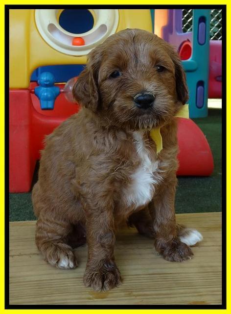 Noelle Dempsey pups 4 wks old 251