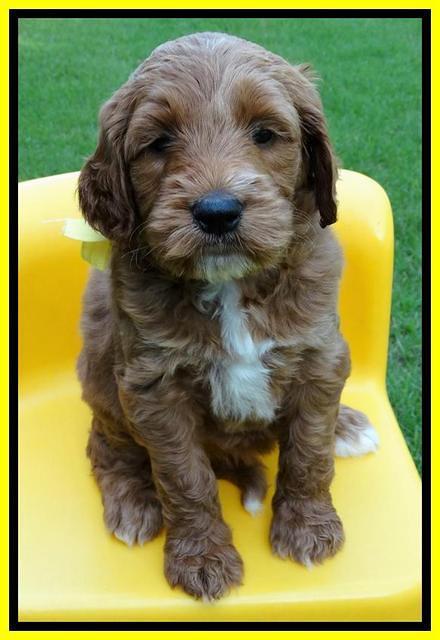 Noelle Dempsey pups 5 wks old 301