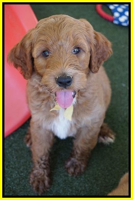 Noelle Dempsey pups 7 wks old 351