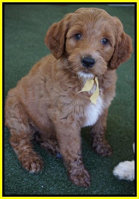 Noelle Dempsey pups 7 wks old 361