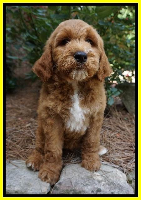 Noelle Dempsey pups 8 wks old 17!
