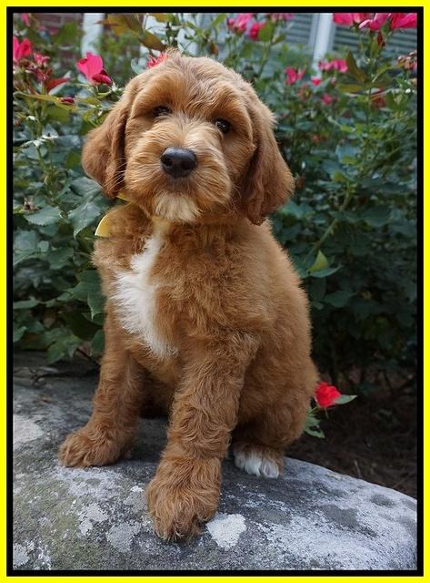 Noelle Dempsey pups 8 wks old 18!