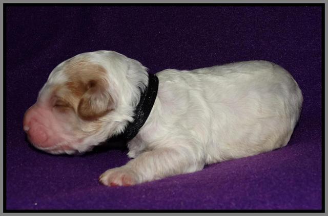 Noelle Dempsey 1 wk old 291