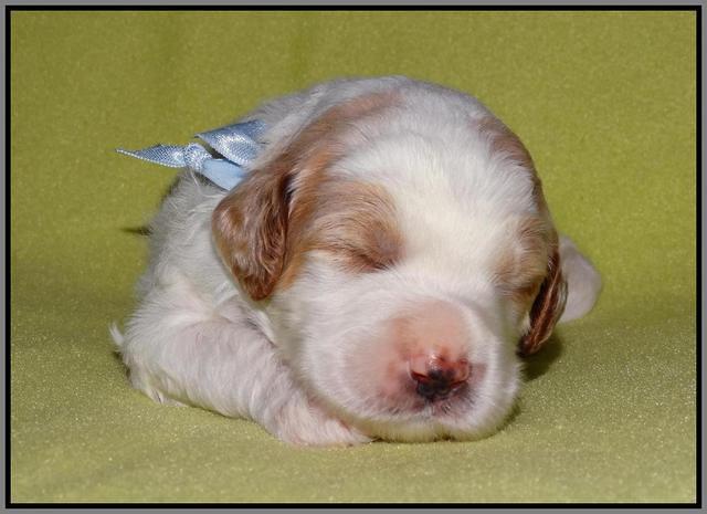 Noelle Dempsey pups 2 wks old 261