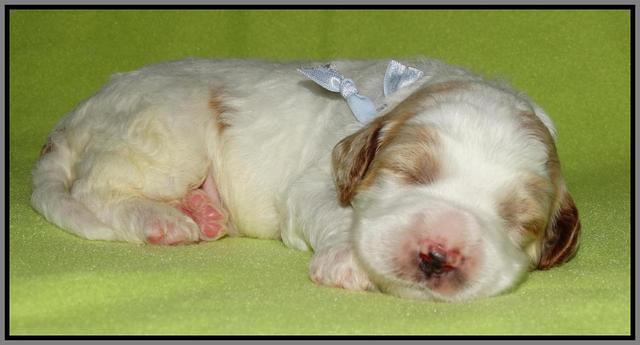 Noelle Dempsey pups 2 wks old 271