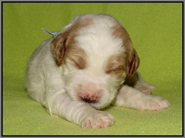 Noelle Dempsey pups 2 wks old 281