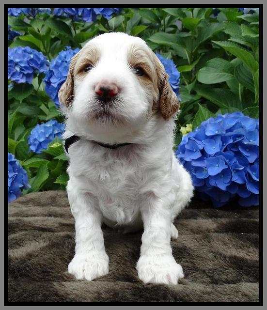 Noelle Dempsey pups 3 wks old 261