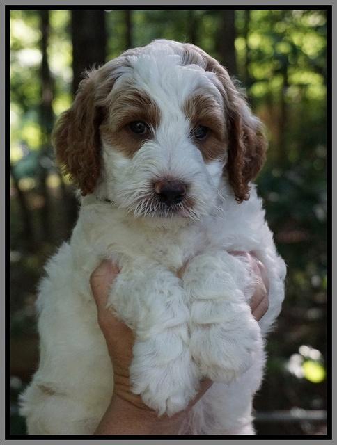 Noelle Dempsey pups 6 wks old 191