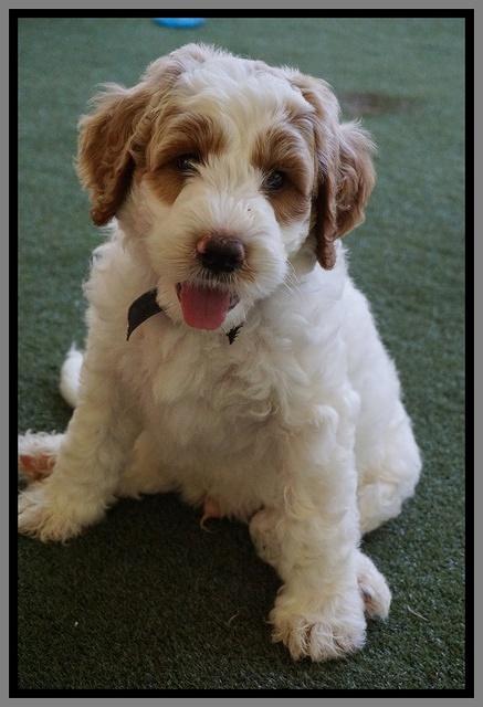 Noelle Dempsey pups 7 wks old 391