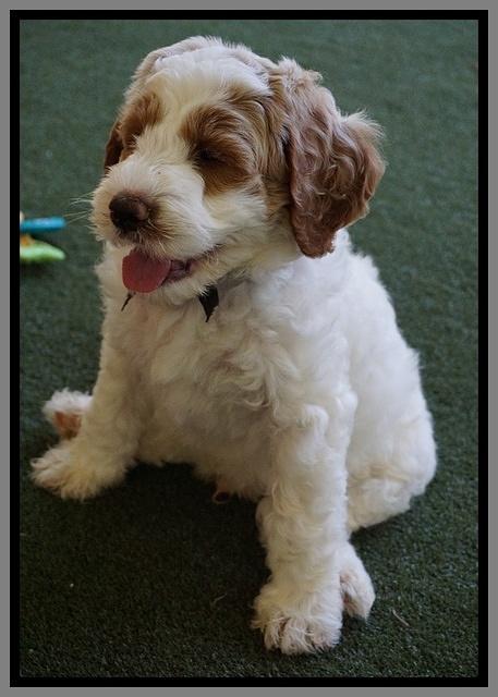 Noelle Dempsey pups 7 wks old 401