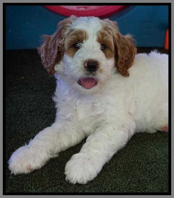 Noelle Dempsey pups 7 wks old 411